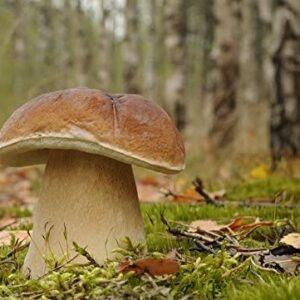 boletus-cultivo