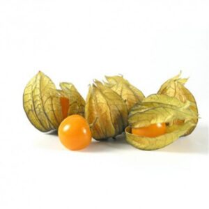 alquejenje-physalis