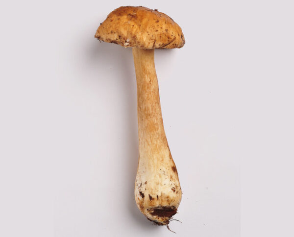 hay-boletus